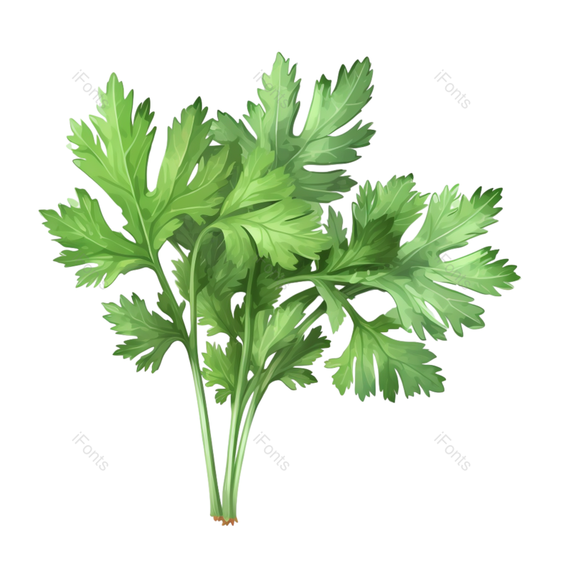 叶子图片,自然元素,盆栽植物PNG,免抠素材